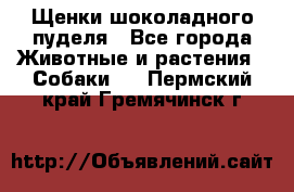 Щенки шоколадного пуделя - Все города Животные и растения » Собаки   . Пермский край,Гремячинск г.